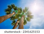 Three palms leaves over bright shining sun and blue summer sky view from below