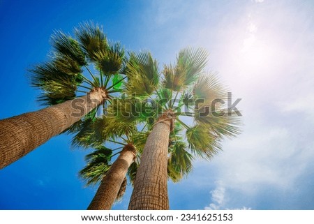 Three palms leaves over bright shining sun and blue summer sky view from below