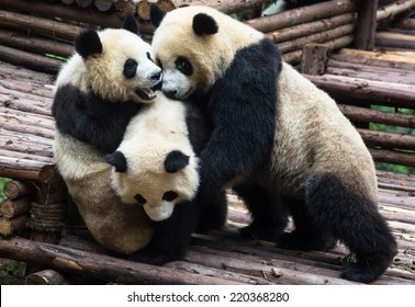 Pandas