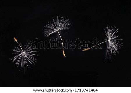 Three pappus of a dandelion (Taraxacum officinale) seed in front of black background; color close up photo.