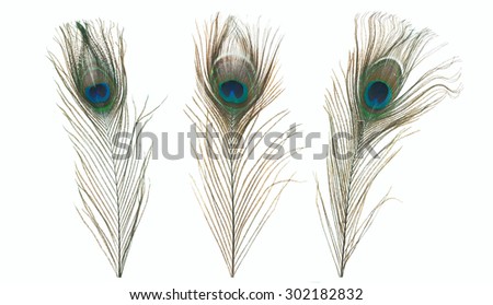 Three Peacock Feather isolated on a white background