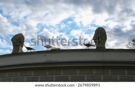 Three peacocks on the parapet of a classical building between draped stone statues against a cloudy sky.