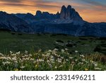 Three Peaks Massive at sunrise with White dryad (Dryas octopetala) flowers in the foreground, Prato Piazza, Fanes National Park, Toblach, Dolomites, Italy