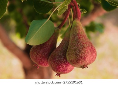 Three pears hanging from the tree