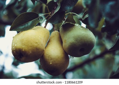 Three pears on a tree branch