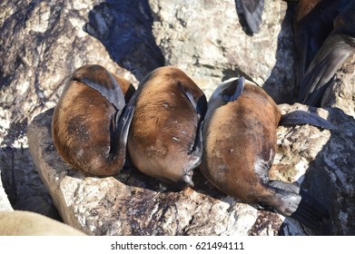 Three Peas In A Pod!  Monterey Bay Sea Lions Taking A Nap.