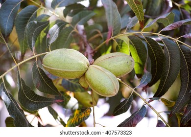 Three pecan nuts growing on tree