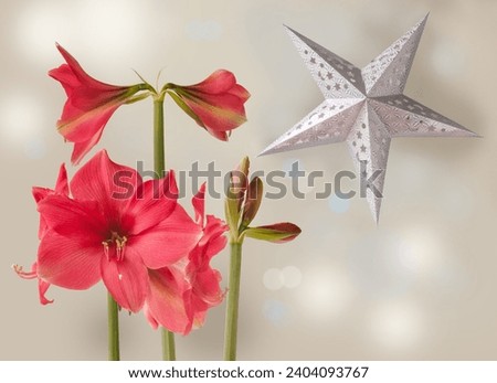 Three peduncles with flowers and buds  dark pink  Amaryllis (Hippeastrum)     