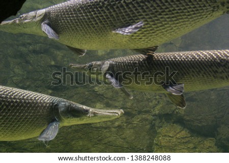 Three pejelagartos swim in the waters of an aquarium. Your Spanish name for the large freshwater gar very common in the Mexican Southeast and particularly in the state of Tabasco.