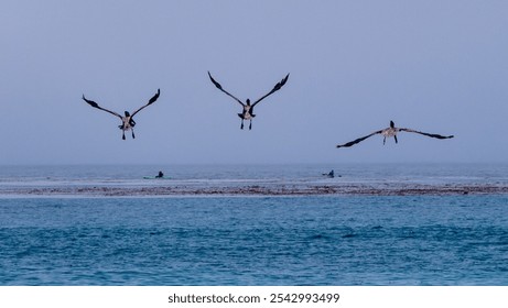 The three pelican birds flying over the sea - Powered by Shutterstock