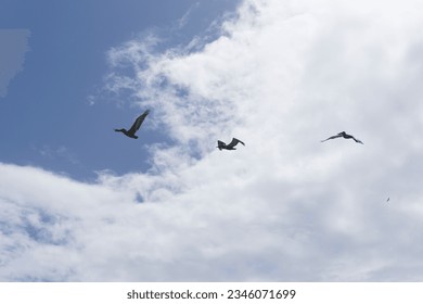 Three pelicans flying in formation Jost Van Dyke B.V.I.