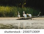 Three pelicans rest gracefully on a log in a tranquil lake, embraced by vibrant foliage under the soft morning light