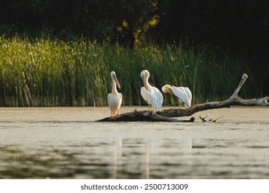 Three pelicans rest gracefully on a log in a tranquil lake, embraced by vibrant foliage under the soft morning light - Powered by Shutterstock