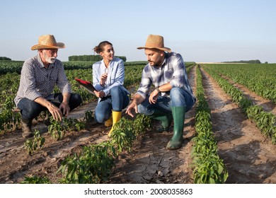 Three People Crouching In Vegetable Field Looking At Crops Discussing. Two Male Farmers Showing Pepper Plant To Female Agronomist Insurance Sales Rep Holding Clipboard. 