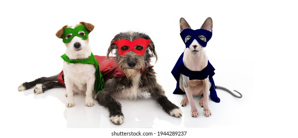 Three Pets, Dogs And Cat Super Hero Costume Celebrating Halloween Or Carnival With Cape Ans Mask Disguise. Isolated On White Background.