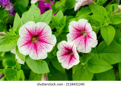 Three petunia flowers, Petunia hybrida Vilm.