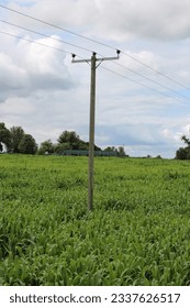 Three phase overhead powerline in a corn field UK