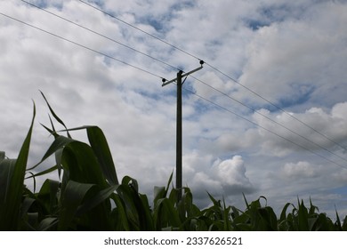 Three phase overhead powerline in a corn field UK