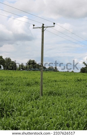 Three phase overhead powerline in a corn field UK
