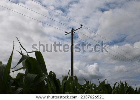 Three phase overhead powerline in a corn field UK