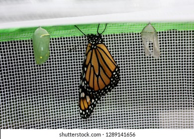 Three [Phases Of A Monarch Hatching