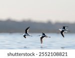 Three Pied Stilts (Himantopus leucocephalus) in flight low over a calm lakes edge