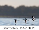 Three Pied Stilts (Himantopus leucocephalus) in flight low over a calm lakes edge