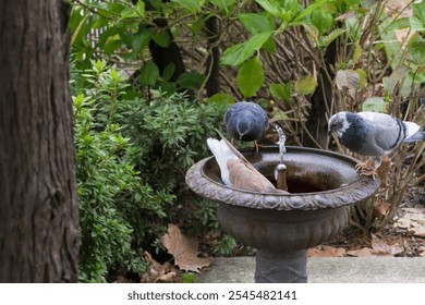 Three pigeons drinking from a decorative garden fountain surrounded by greenery. - Powered by Shutterstock