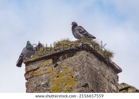 Three Pigeons on the Chimney of a Ruin