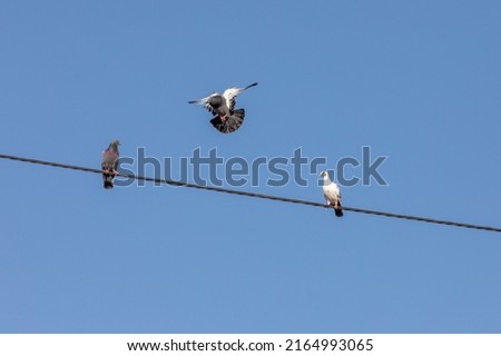 Three pigeons - One pigion landing on a wire