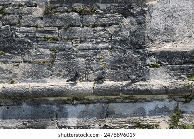 Three pigeons perch on a weathered stone wall with patches of moss and small plants growing in the crevices. The rugged texture of the ancient stones contrasts with the smooth feathers of the birds. - Powered by Shutterstock