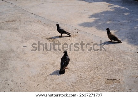 Three pigeons walking on the ground. Shadows and silhouettes of a flock of pigeons on the ground as the pigeons walk. Poultry and pet birds. Livestock industry. Pigeons roaming around the house