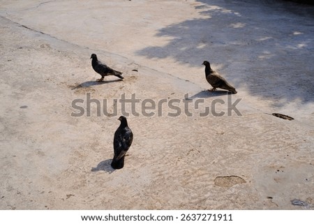 Three pigeons walking on the ground. Shadows and silhouettes of a flock of pigeons on the ground as the pigeons walk. Poultry and pet birds. Livestock industry. Pigeons roaming around the house
