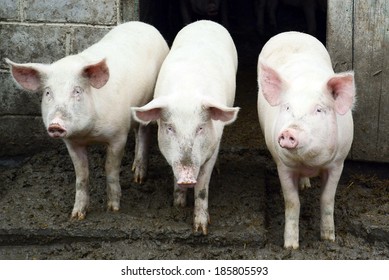 Three Pigs