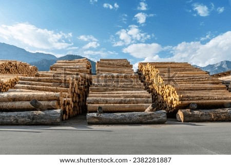 Three Piles of wood logs, stack of raw timber in sawmill yard frontal view with backlight and blue sky