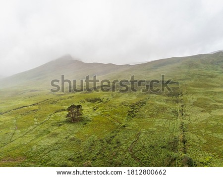 Three pine tree close to each other in a green field in a light fog. Aerial drone view, Cloudy grey sky, Connemara region, Ireland.