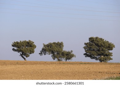 Three  pine trees standing in a row amidst an agricultural field
