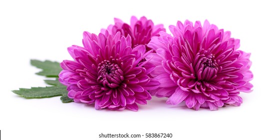 Three pink chrysanthemums isolated on white background.