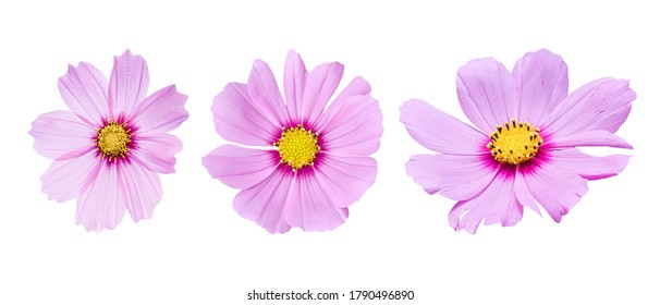 Three pink Cosmos flower different, Isolated on white background. Ornamental  beautiful blooming garden plant Cosmos bipinnatus. - Powered by Shutterstock