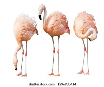 three pink flamingo isolated on white background