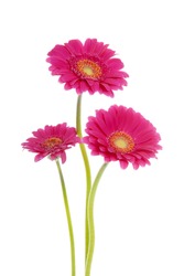 Three Pink Gerber Flowers Over White Background