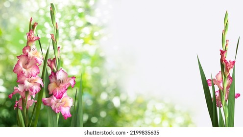 Three Pink Gladioli Priscilla Closeup Isolated On A Blurry Garden Background