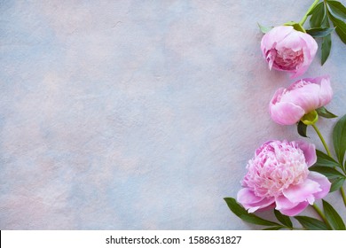 Three pink peonies on a background of decorative plaster and space for text.