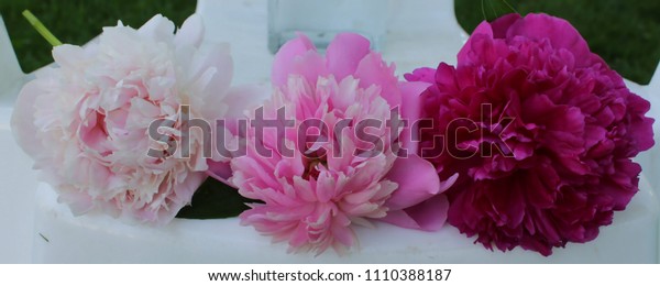 Three Pink Peonies Row On Seat Stock Photo Edit Now 1110388187