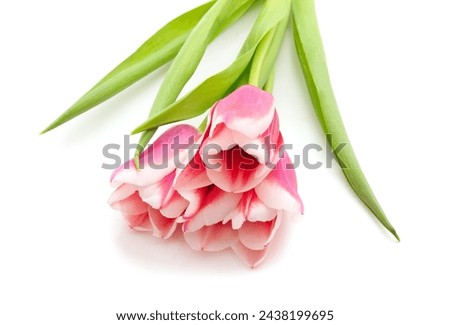 Three pink tulips isolated on a white background.