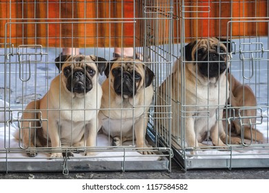 Three Pitiful Looking Pug Dogs Trapped In Their Bench During The World Dog Show In Amsterdam In The Netherlands