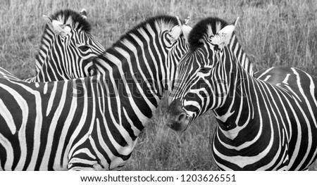 Similar – Zebras Tier Tierpaar