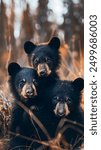 Three playful black bear cubs captured in a striking close up portrait their mischievous expressions and soft fuzzy fur showcased against a warm bokeh filled background with a vintage 