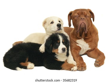 Three playing puppies on a white background. - Shutterstock ID 35682319