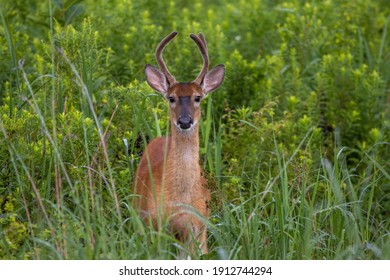 A Three Point yearling Buck in a grass field in the back forty.